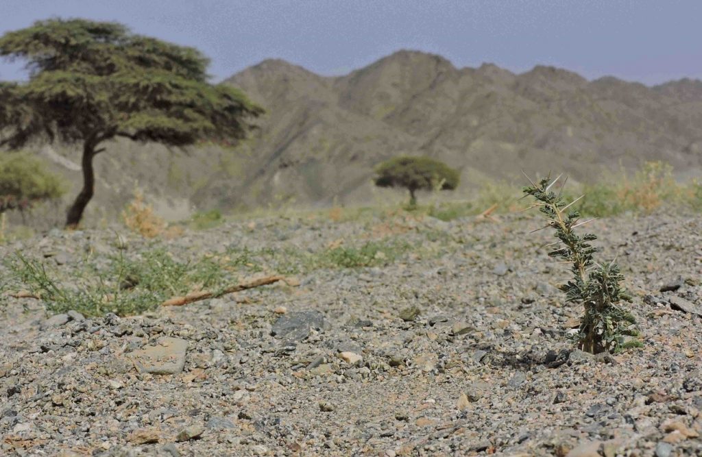 Renegeración del Arbolado en el Sahara