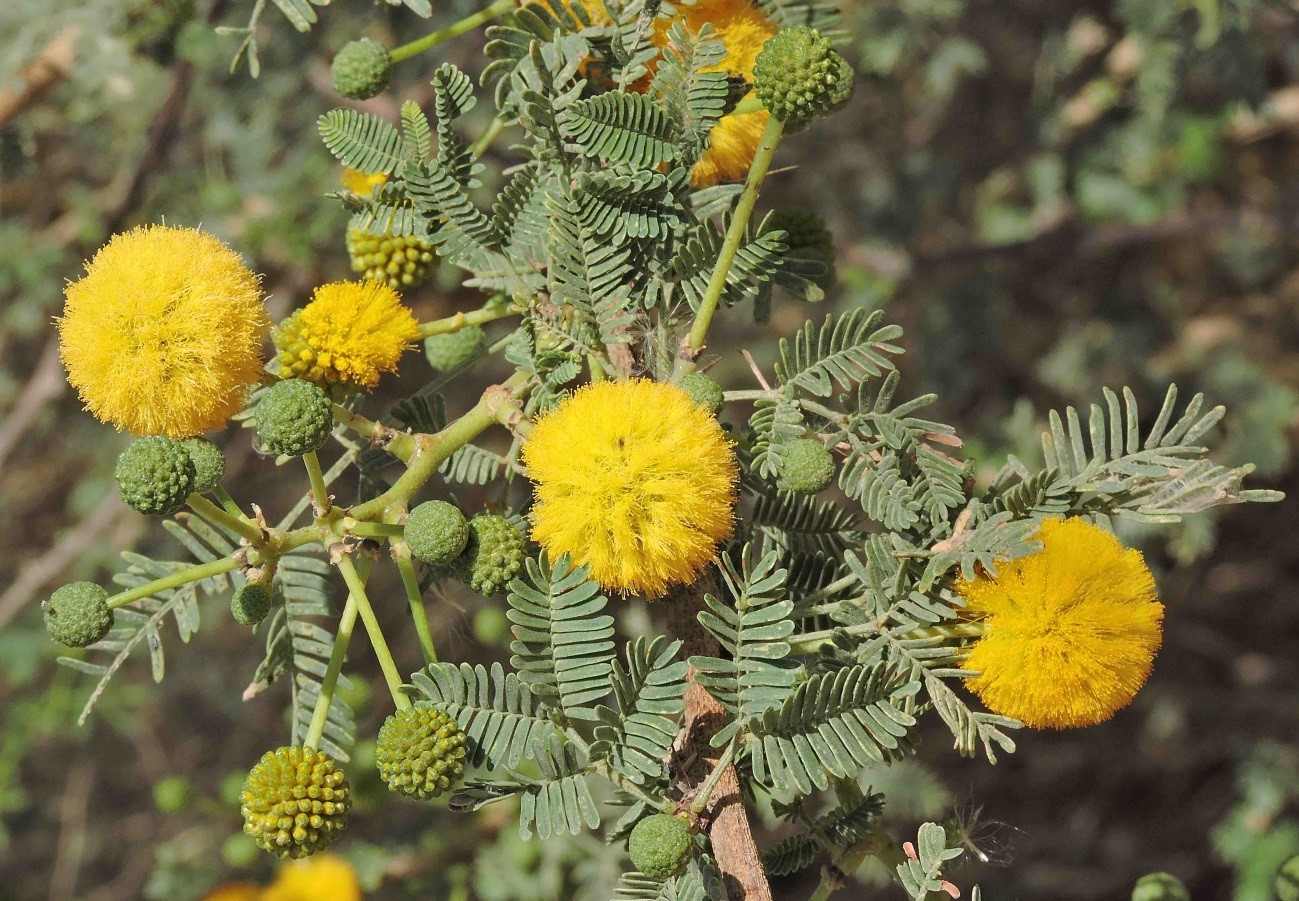 Vachellia Seyal