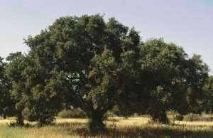 Sideroxilon spinosum. Jesús Charco.